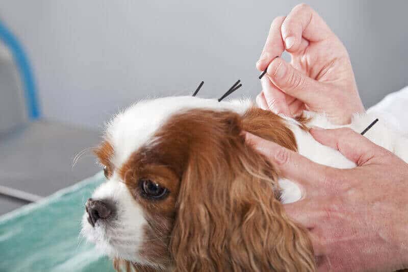 Veterinarian treating dog with acupuncture