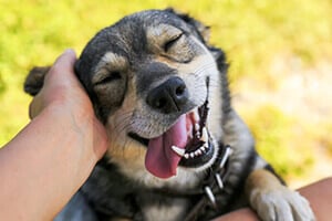 Cute dog put his face on his knees to the man and smiling from the hands scratching her ear