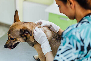 Veterinarian woman examines dog's hair using medical gloves at the vet hospital