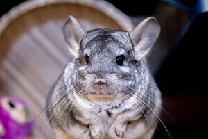 Chinchilla in a vet's office