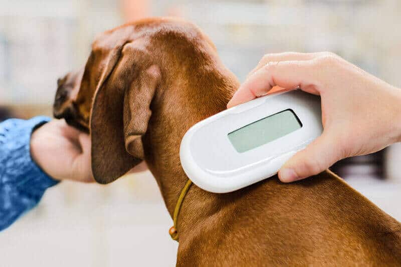 Veterinarian checking microchip implant under rhodesian ridgeback dog puppy skin in vet clinic, scanner device close up