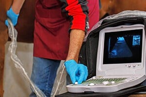Veterinarian examination of the horse. Ultrasonic scanning of the heart.