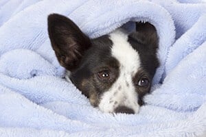 A cute little Papillon, Jack Russel cross dog snuggled in a soft blue blanket. Close up of face.