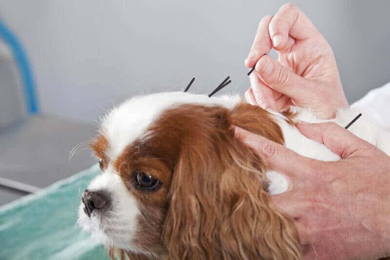 veterinarian treating dog with acupuncture