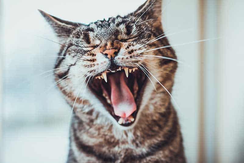 A cat yawning, showing off its teeth