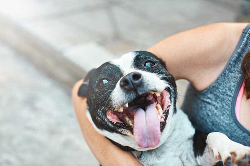 A happy dog in a person's arms