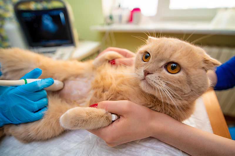 A cat being examined with ultrasound