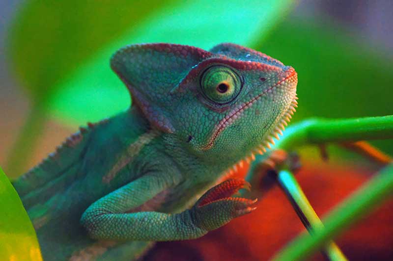 A chameleon