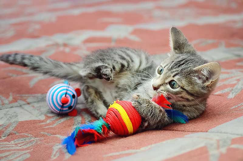 A cat playing on furniture