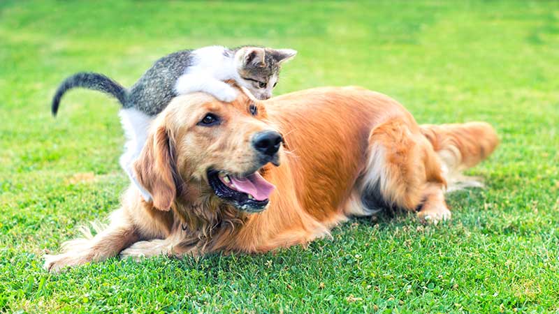 A cat and dog playing in the grass